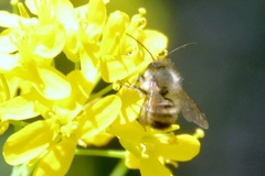 Osmia bicornis