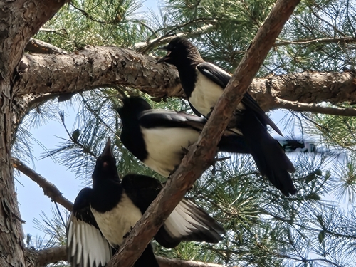Oriental Magpie