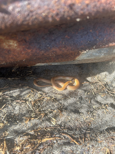 Gould's Hooded Snake