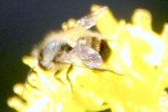 Osmia bicornis