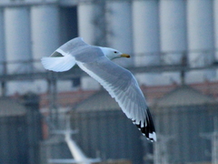 Larus cachinnans