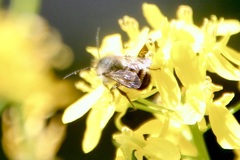 Osmia bicornis