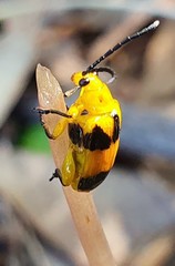 Stethopachys formosa