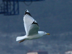 Larus cachinnans