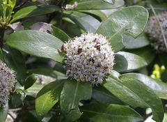 Skimmia japonica japonica