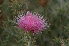 Cirsium neomexicanum