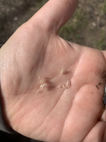 Rytidosperma setaceum observed 2026-05-23