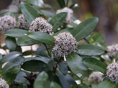 Skimmia japonica japonica