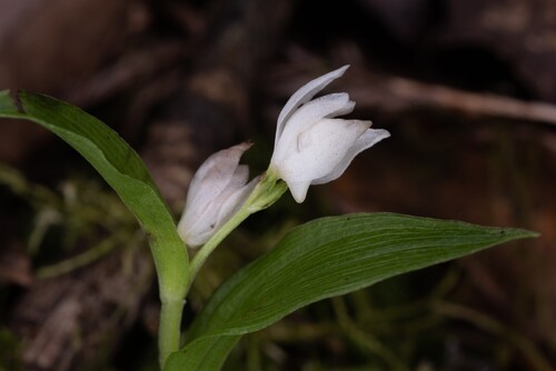 Cephalanthera erecta iNat (1)