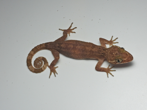 Short-handed Bent-toed Gecko
