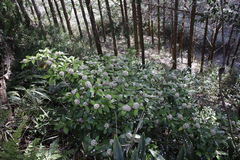 Skimmia japonica japonica