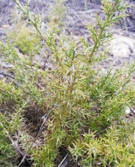 Ulex argenteus argenteus