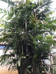 Ptychosperma macarthurii