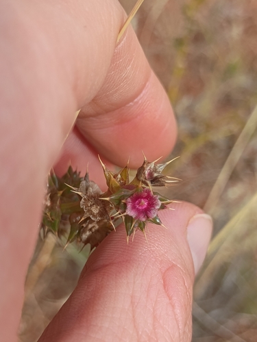 Southern Russian Thistle