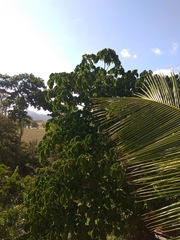 Sterculia apetala