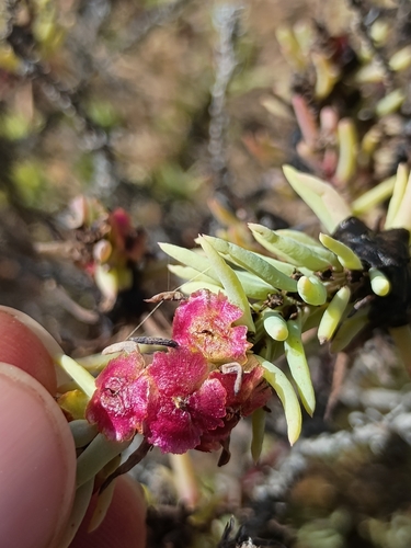 three-wing bluebush