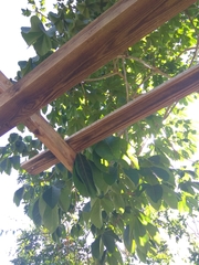 Sterculia apetala