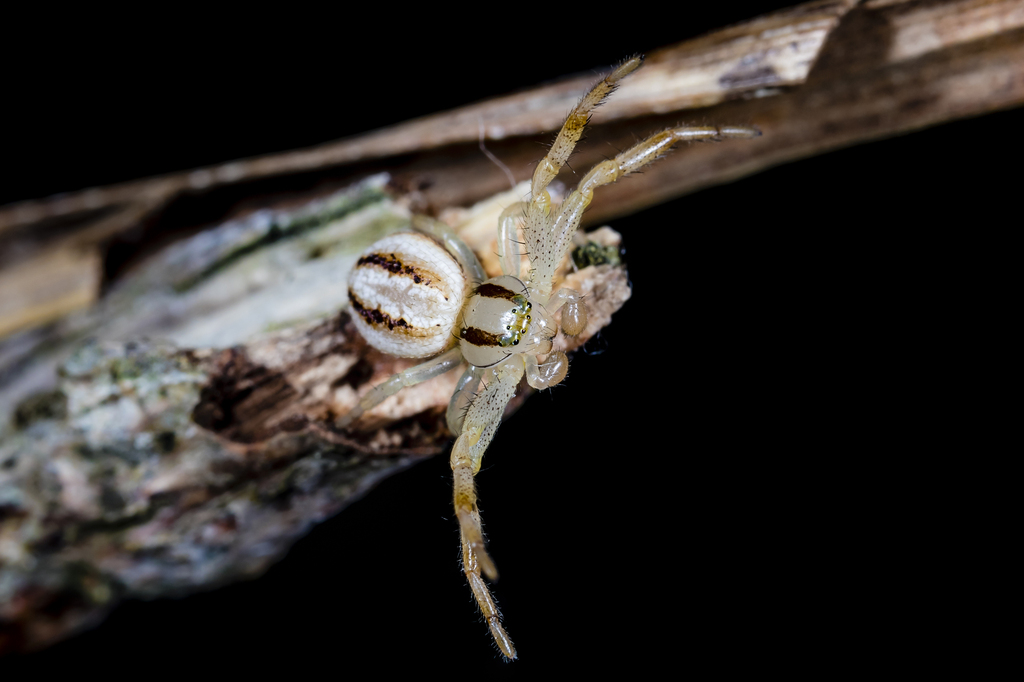 Blood-stained Flower Spider from Nana Glen NSW 2450, Australia on July ...