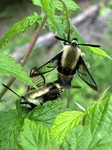 Snowberry Clearwing