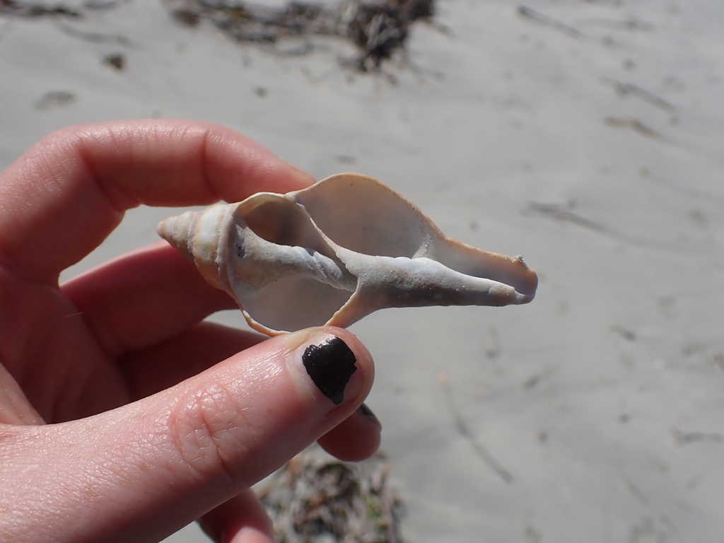 Australian Horse Conch from Racecourse Bay SA 5291, Australia on March ...
