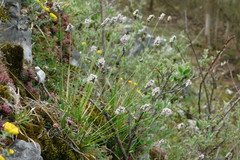Blue Moor Grass (Sesleria caerulea)