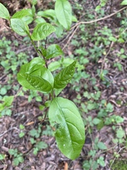 Calycanthus occidentalis