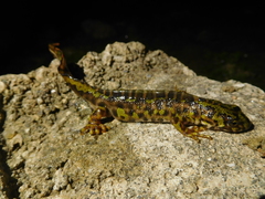 Triturus pygmaeus