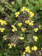 Triphysaria eriantha