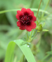 Potentilla thurberi