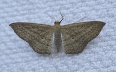 Scopula oppilata