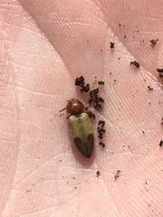 Stropenron hamata