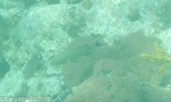 Haemulon carbonarium