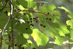 Vitis arizonica