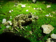 Pelodytes atlanticus