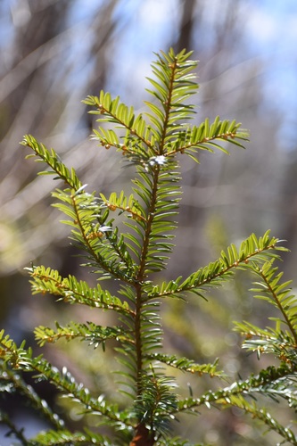 Canada yew