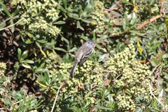 Anairetes flavirostris