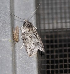 Nycteola polycyma