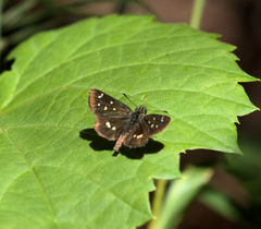 Piruna polingii