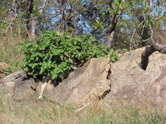 Ficus abutilifolia, photograph author not stated, no rights reserved