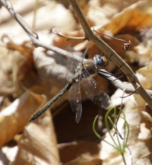 Helocordulia selysii
