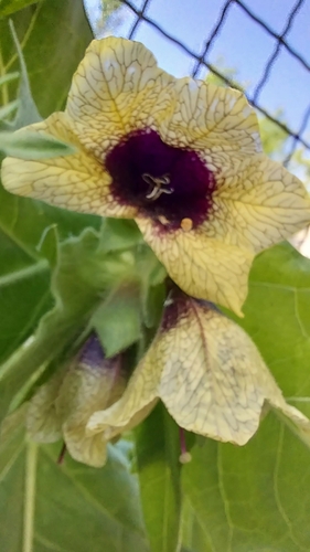 black henbane