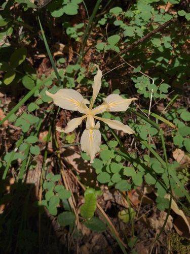 Iris fernaldii