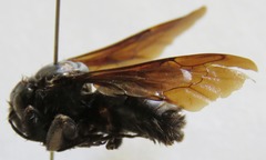 Bombus pullatus