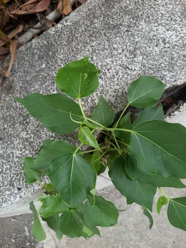 Ficus rumphii, photograph 2