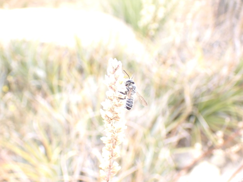 Megachile sidalceae