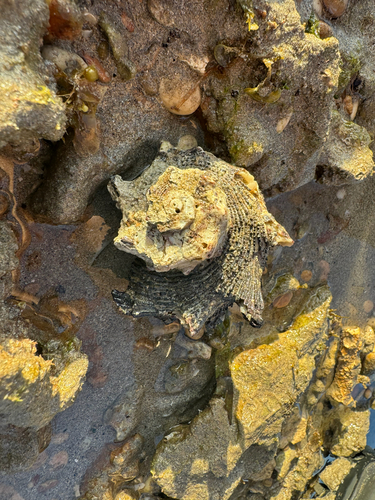 Angaria delphinus observed 2026-05-15