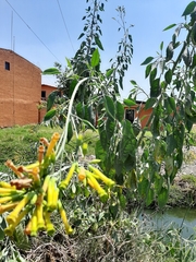 Nicotiana glauca