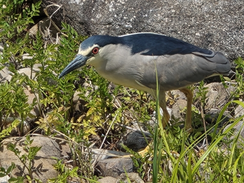 Black-crowned Night Heron