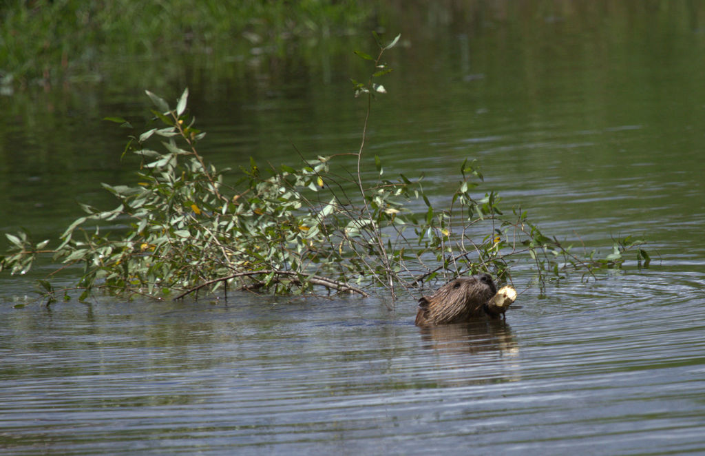 American Beaver in August 2016 by chobuck · iNaturalist