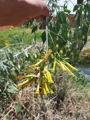 Nicotiana glauca